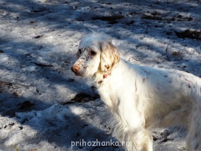 Клуб кинологов-любителей - P1010018.JPG