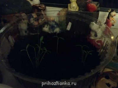 Садово-огородные дела. - image.jpg