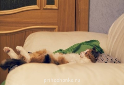 Клуб фелинологов-любителей  - IMG_0184.JPG