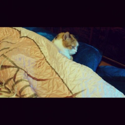 Клуб фелинологов-любителей  - 74399_original.jpg