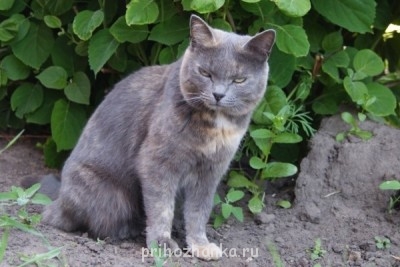 Клуб фелинологов-любителей  - image.jpg