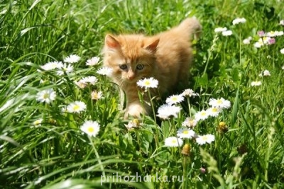 Клуб фелинологов-любителей  - image.jpg