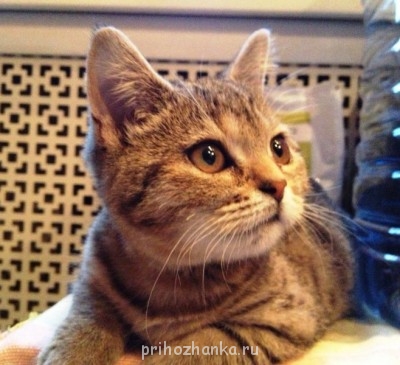 Клуб фелинологов-любителей  - IMG_1846.JPG