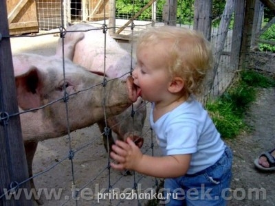 Смешные и милые, такие любимые - gripe-porcina-paciente-cero.jpg