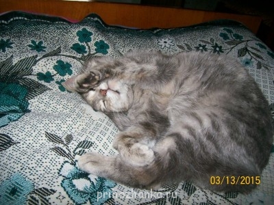 Клуб фелинологов-любителей  - 100_1847.JPG