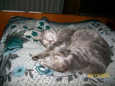 Клуб фелинологов-любителей  - 100_1848.JPG