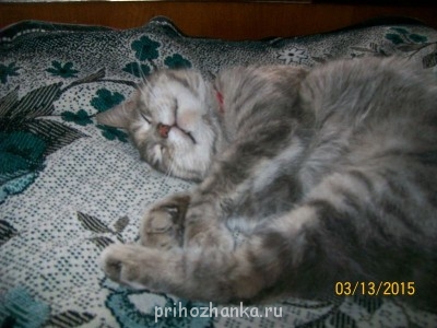 Клуб фелинологов-любителей  - 100_1850.JPG