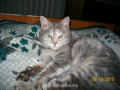 Клуб фелинологов-любителей  - 100_1851.JPG