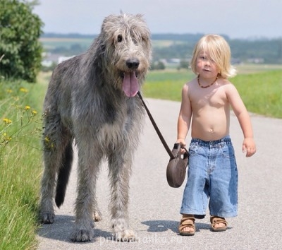 Клуб кинологов-любителей - image.jpg