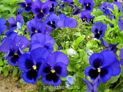 Декоративные садовые растения. - 120070580_2d82714f3258.jpg