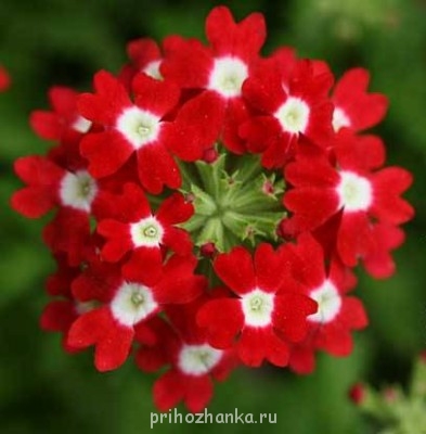 Декоративные садовые растения. - verbena-hybrida-red.jpg