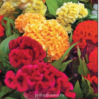 Декоративные садовые растения. - celoziya-grebenchataya-dzhessika-smes.jpg