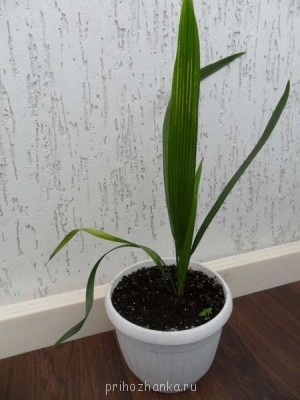 Экзотические растения в доме - image833.jpg