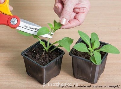 Декоративные садовые растения. - 110741841_9.jpg