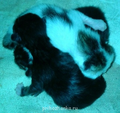 Чем сегодня занимались- 2 - 2015-04-05 11.57.05.jpg