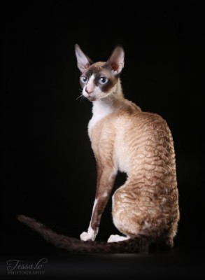 Клуб фелинологов-любителей  - 2O8A1681.jpg