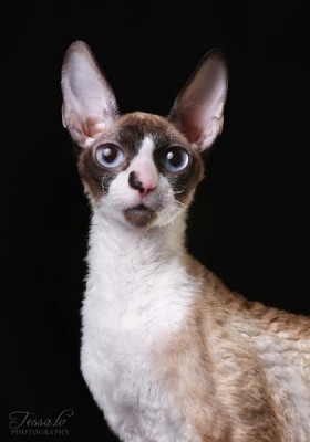 Клуб фелинологов-любителей  - 2O8A1683.jpg