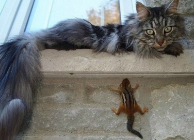 Cмешное из жизни животных. Фото и видео из интернета. - z_hSC1C55js.jpg