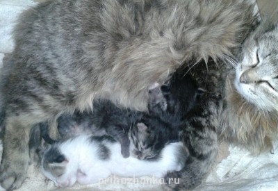 Чем сегодня занимались- 2 - 2015-04-10 21.46.29.jpg