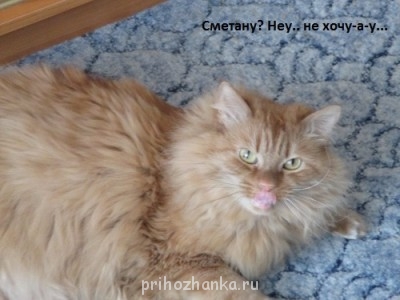 Клуб фелинологов-любителей  - IMG_0583.JPG