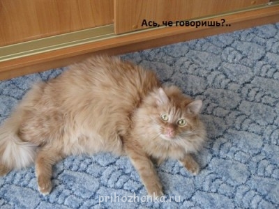 Клуб фелинологов-любителей  - IMG_0581.JPG