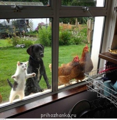 Cмешное из жизни животных. Фото и видео из интернета. - bZqlA530lMg.jpg