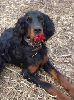 Клуб кинологов-любителей - фото (3).JPG