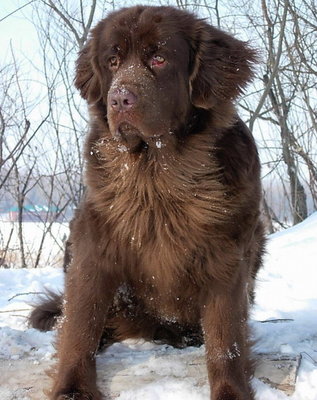 Кого из животных вы содержите? Фото приветствуется. - DL_73.jpg