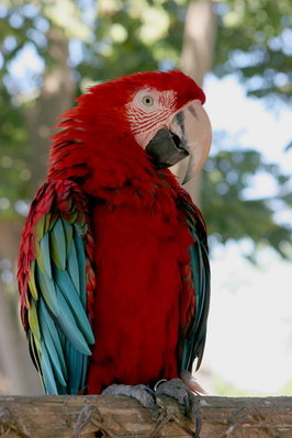 Кого из животных вы содержите? Фото приветствуется. - popupai_ara.jpg