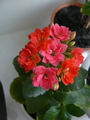 Мои комнатные растения. - P1060201.JPG