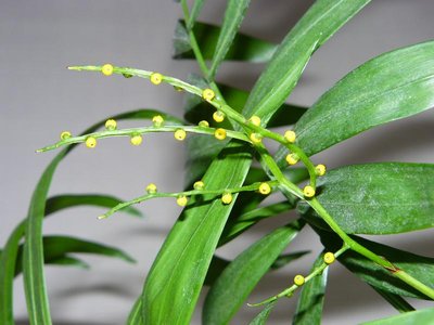 Мои комнатные растения. - P1060094.JPG