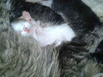 Клуб фелинологов-любителей  - 20150417_191219.jpg