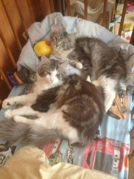 Клуб фелинологов-любителей  - image.jpg