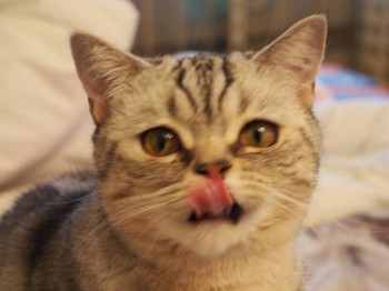 ..аромат курицы сильнее сна...