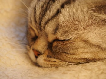 ..крепко спала...