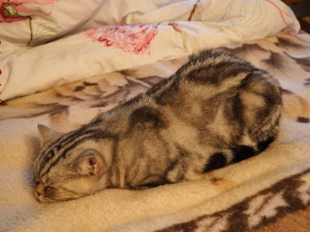 Есения спала...