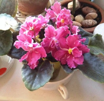 Мои комнатные растения. - фиалка.jpg