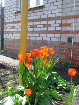 Чем сегодня занимались- 2 - DSC08893.JPG