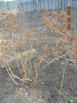 Декоративные садовые растения. - DSC01625.JPG