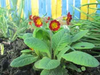 Декоративные садовые растения. - IMG_0001[2].jpg