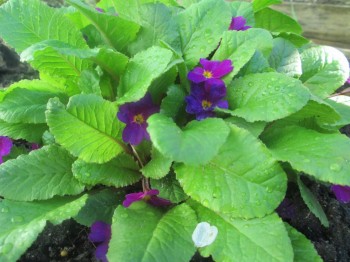 Декоративные садовые растения. - IMG_0003[2].jpg