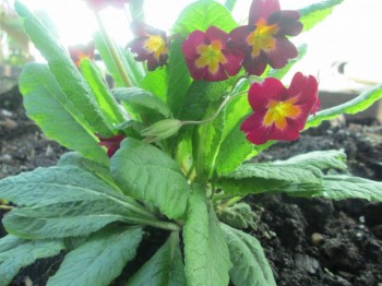 Декоративные садовые растения. - IMG_0004[3].jpg