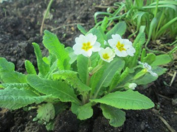 Декоративные садовые растения. - IMG_0005[2].jpg