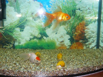 Кого из животных вы содержите? Фото приветствуется. - P1060220.JPG