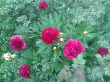 Чем сегодня занимались- 2 - 20150528_121936.jpg