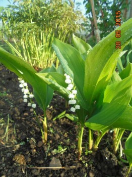 Декоративные садовые растения. - DSC01703.JPG