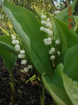 Декоративные садовые растения. - DSC01704.JPG