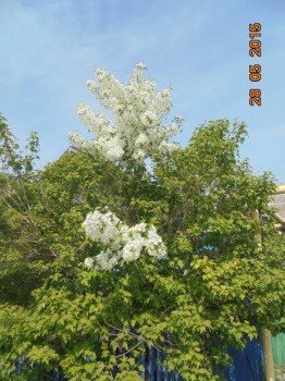 Декоративные садовые растения. - DSC01700.JPG