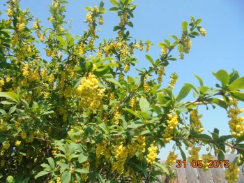 Декоративные садовые растения. - DSC01754.JPG