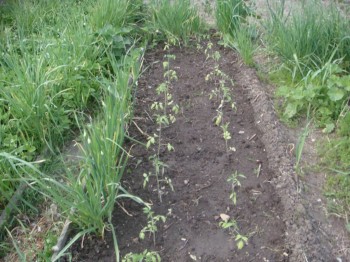 Чем сегодня занимались- 2 - DSC00605.JPG